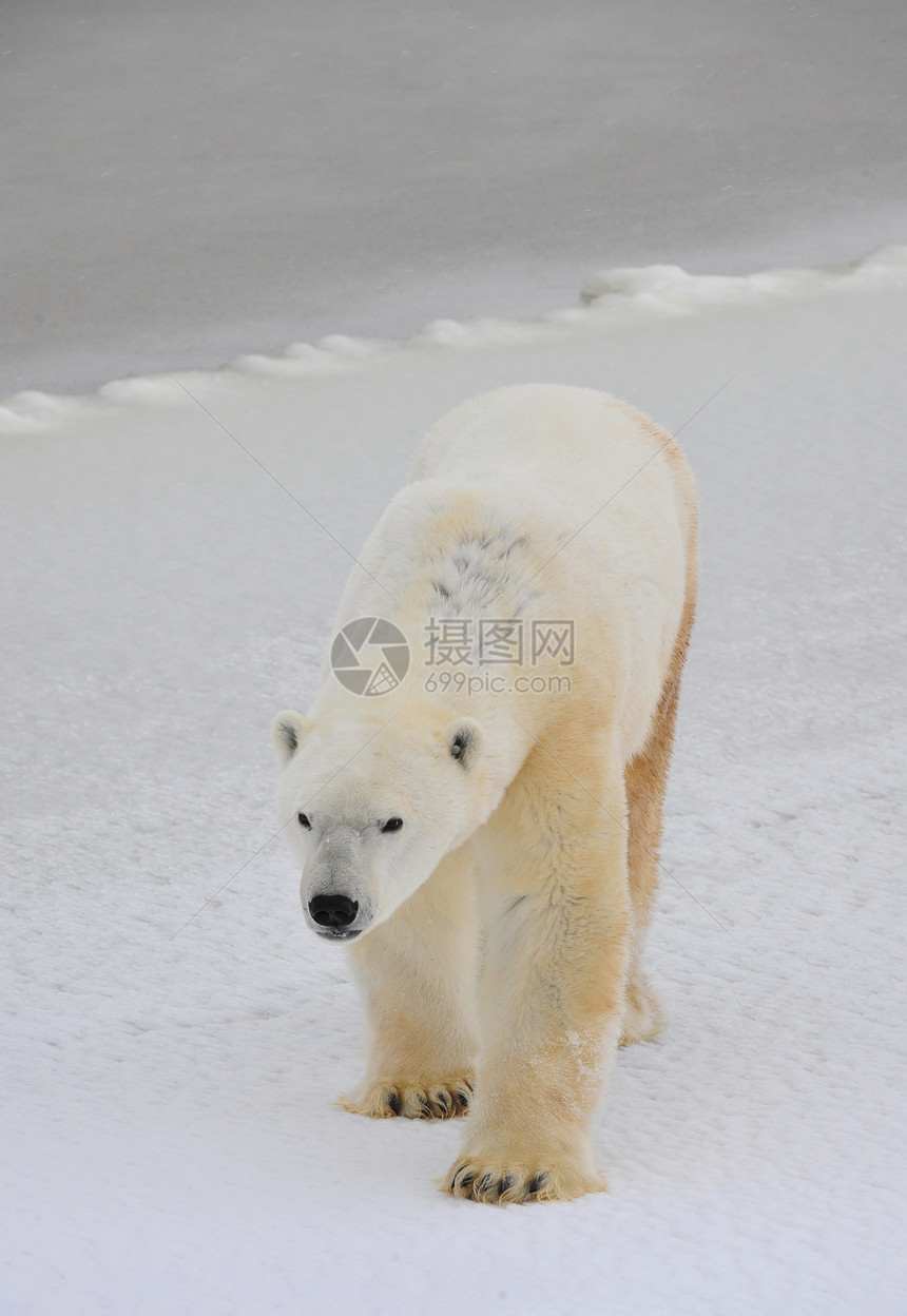 北极熊动物哺乳动物气候俘虏爪子旅行猎人捕食者力量栖息地图片