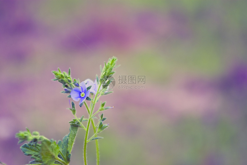 彩色花际背景花园草本植物蜂蜜蓝色植物群公园花蜜紫色季节阳光图片