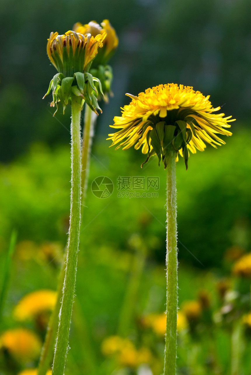 彩色花际背景草本植物阳光花园宏观花蜜太阳公园环境墙纸天空图片