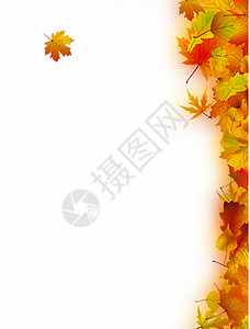 伏牛秋余假卡片植物学感恩季节树叶横幅老化植物金子框架设计图片