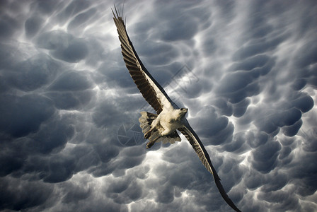 澳大利亚暴风天鹰之星野生动物艺术石头太阳猎人建筑日落翅膀蓝色荒野背景图片