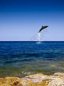 飞翔海豚海豚号的飞行背景