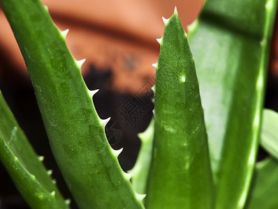 Aloe 单向野生动物植物学绿色宏观植物叶子背景图片