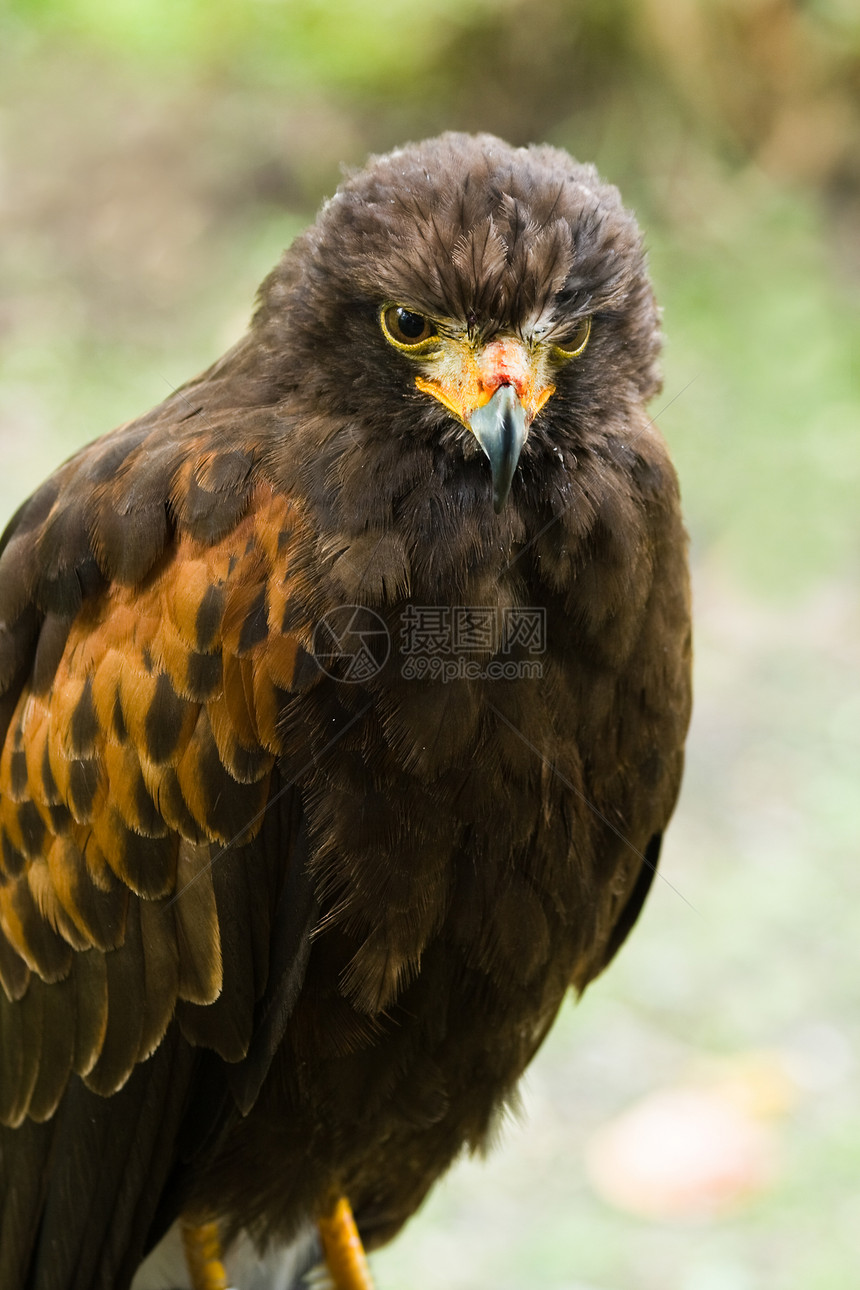 哈里斯鹰鹰尘土鸟类猎物动物单环棕色湾翅甜点捕食者猎人图片