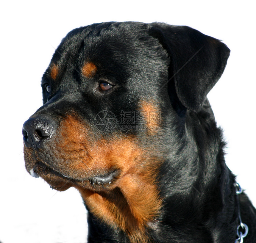罗威纳犬纳犬警卫宠物黑色犬类动物图片