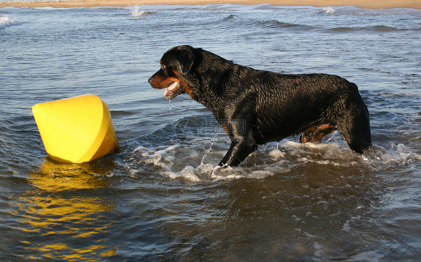 罗威纳犬动物海滩纳犬宠物犬类警卫黑色图片