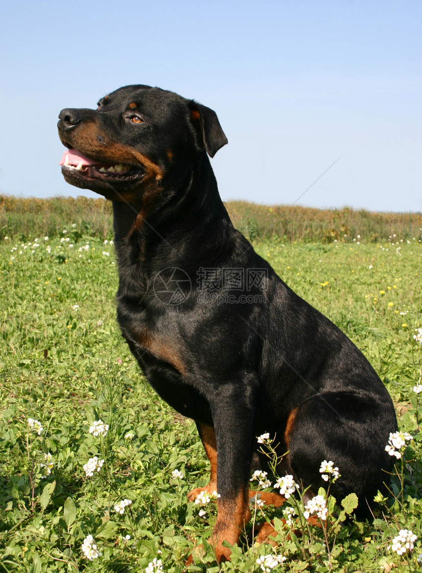 罗威纳犬宠物纳犬动物犬类黑色警卫图片