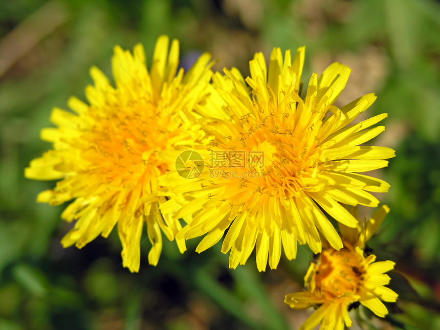 花朵上的蜜蜂场地晴天牧场植被绿色季节昆虫花粉黄色生活图片