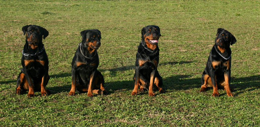 罗威纳犬犬类黑色动物小狗纳犬警卫宠物图片