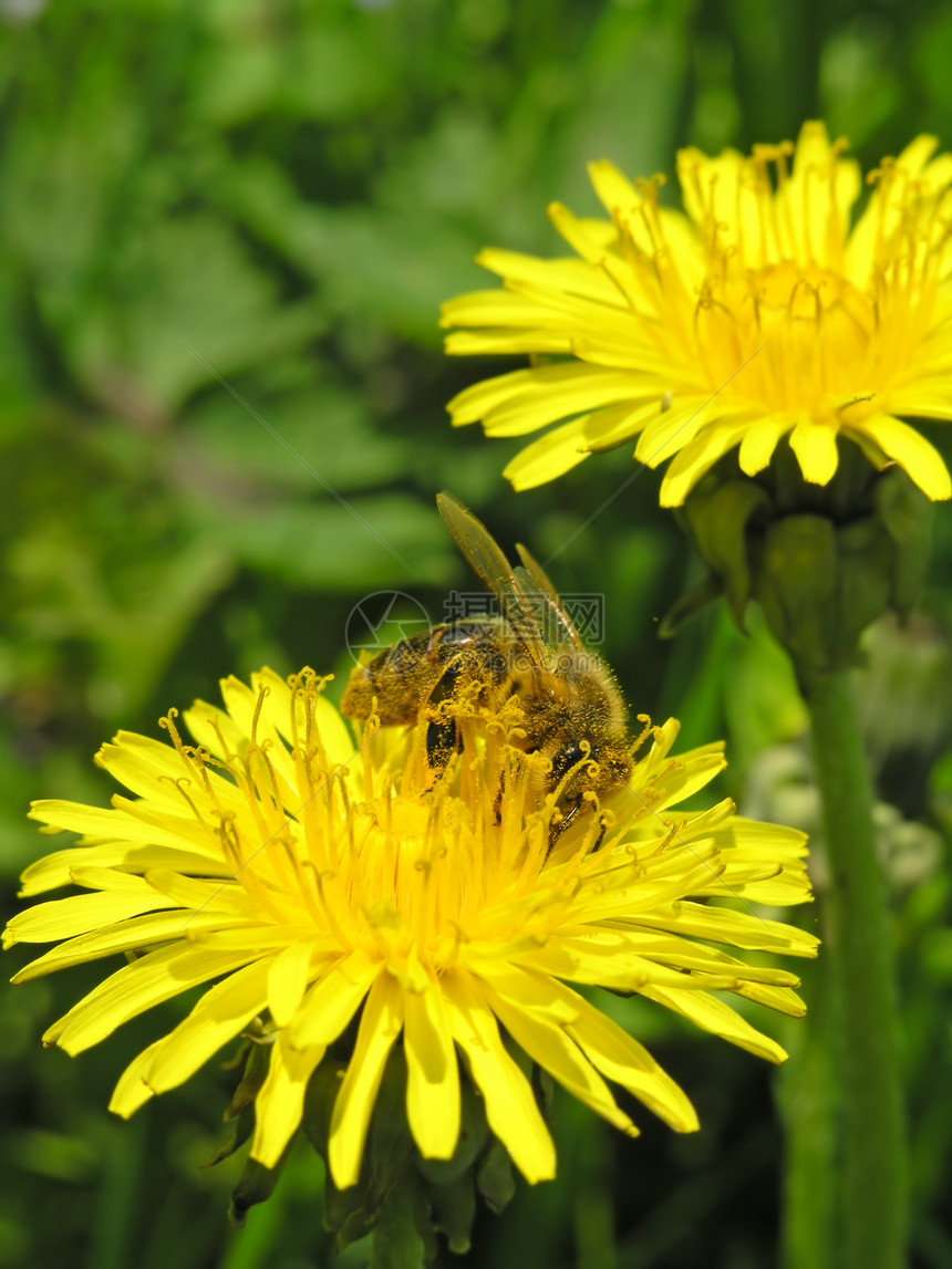 花朵上的蜜蜂蜂蜜动物植被草本植物生物学花瓣产品昆虫花粉营养图片