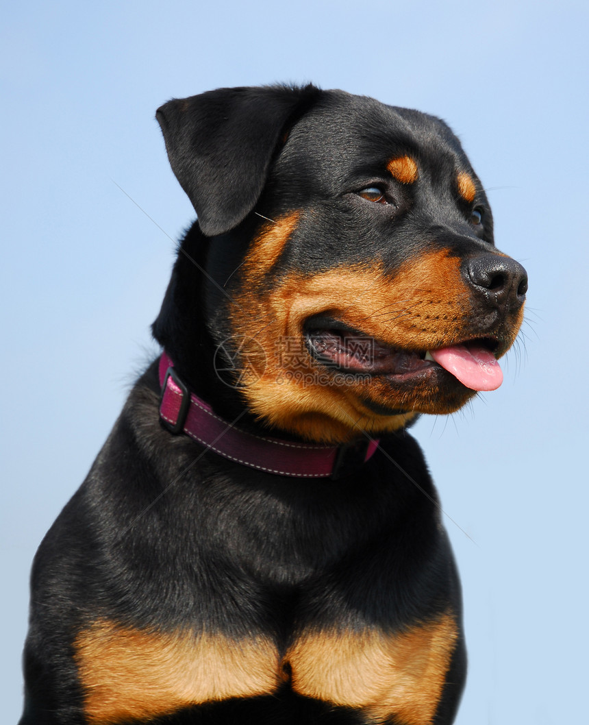 罗威纳犬黑色宠物警卫犬类纳犬动物图片