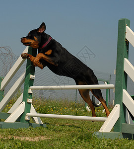 跳跃旋滚鼠黑色警卫动物犬类纳犬宠物背景图片