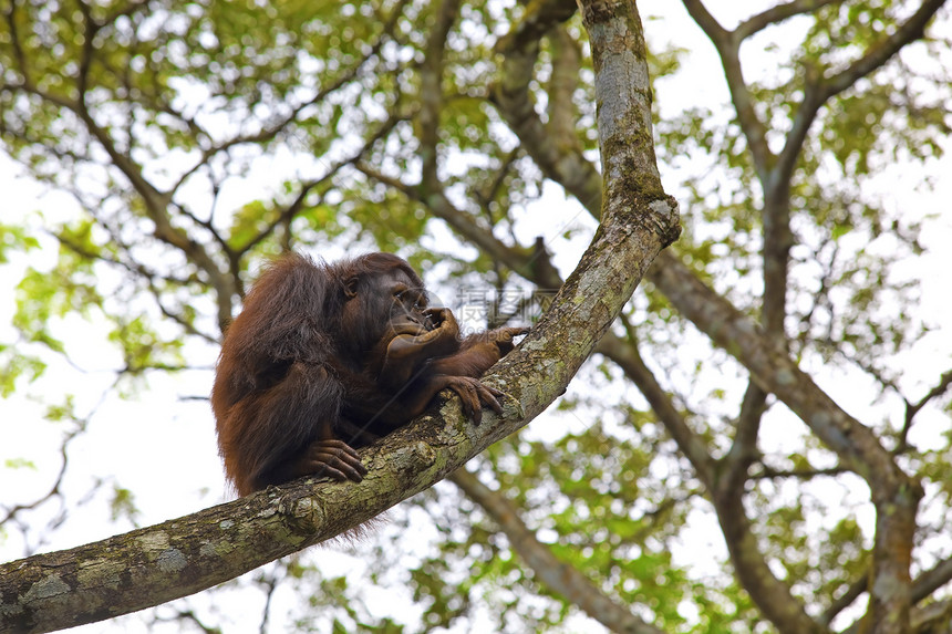 奥兰古人反光丛林猩猩森林毛皮野生动物树干头发棕色热带图片