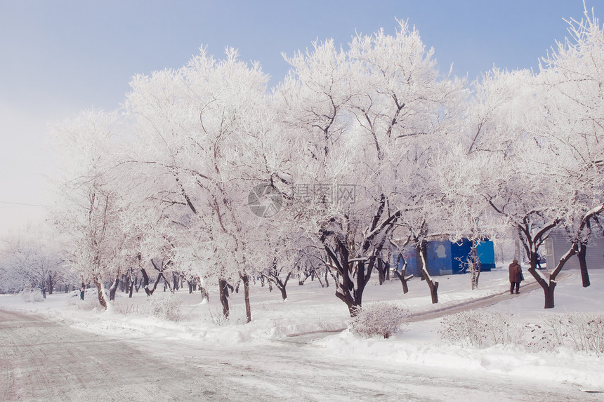 雪雪运动水平太阳森林白色蓝色天空天气阳光图片