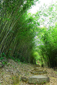 竹林带路远足植物亚热带树叶小路树木脚步绿色叶子森林背景