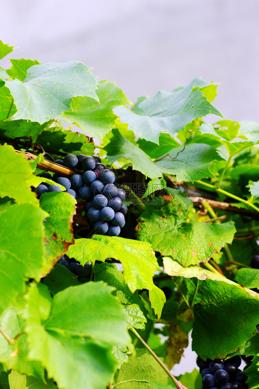 葡萄园中的葡萄 在自然背景上图片