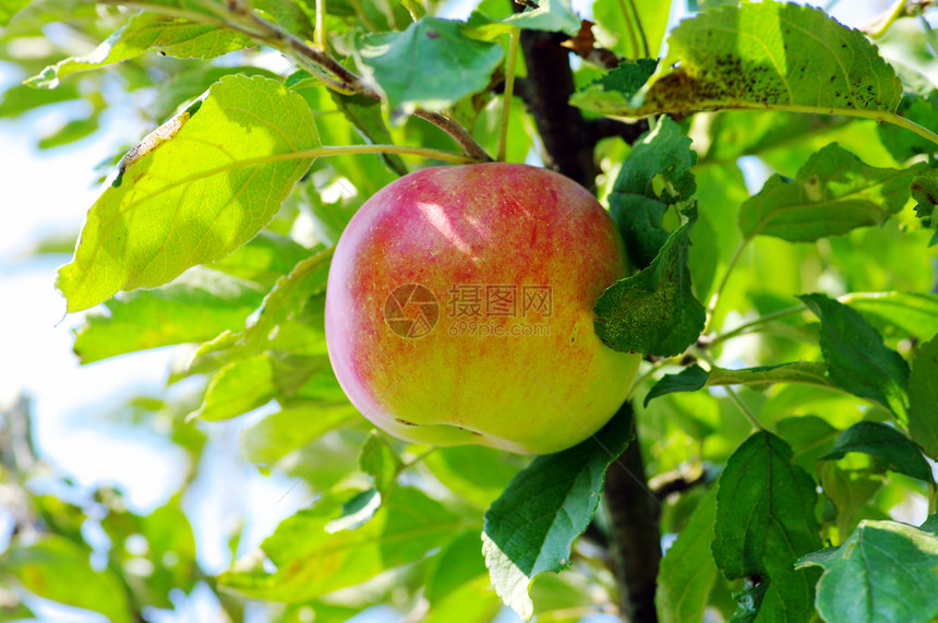 红苹果在树枝上 苹果在自然背景上水果分支机构太阳园艺树木农场生长采摘蔬菜季节图片