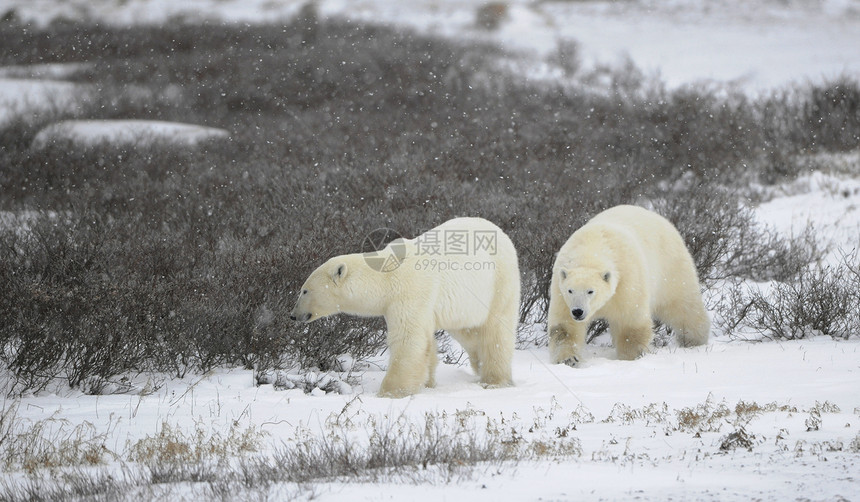 两只北极熊毛皮旅行荒野会议食肉爪子海事野生动物濒危天气图片