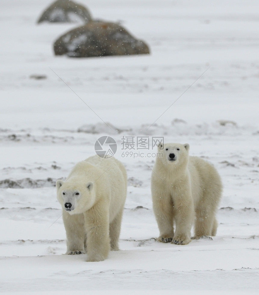 北极熊旅行荒野会议动物野生动物苔原夫妻毛皮爪子日光图片