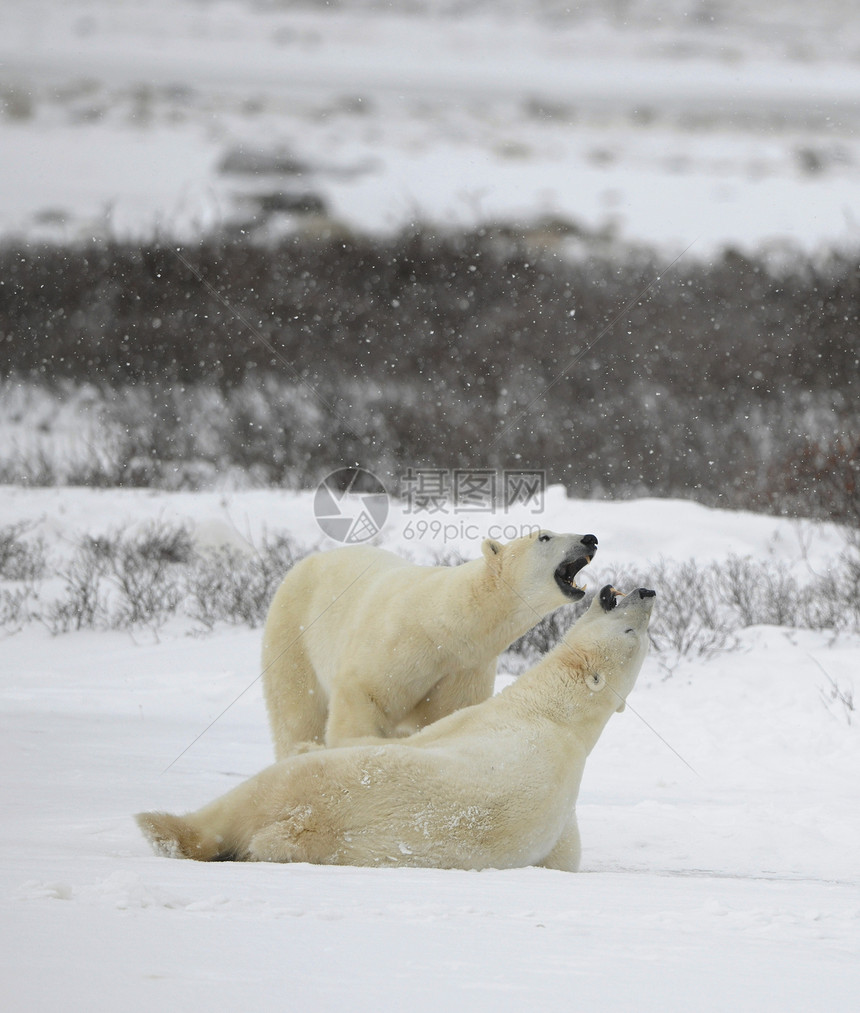 北极熊游戏濒危日光荒野爪子野生动物下雪海事苔原夫妻哺乳动物图片