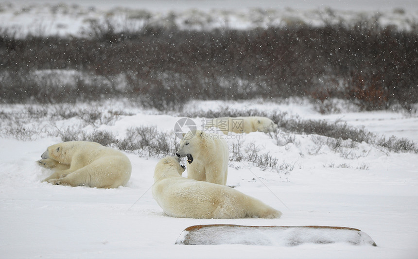 北极熊放松图片