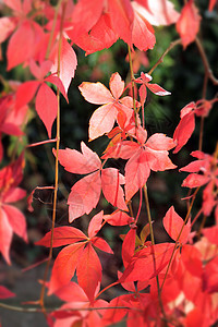 红叶叶子阳光树叶红色季节季节性背景图片