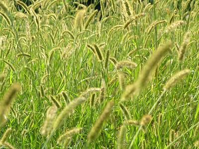 植物背景杂草叶子森林场地树叶生态种子绿色背景图片