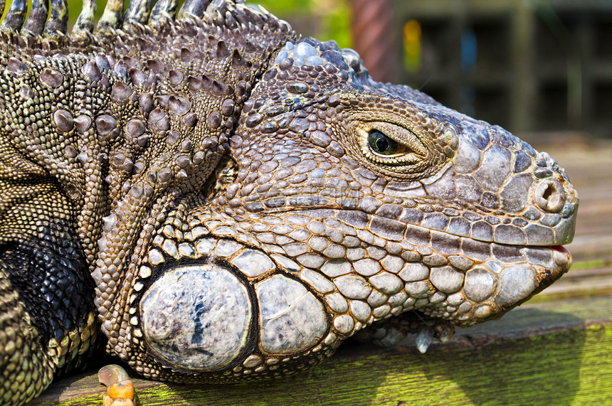 Iguana 头图片