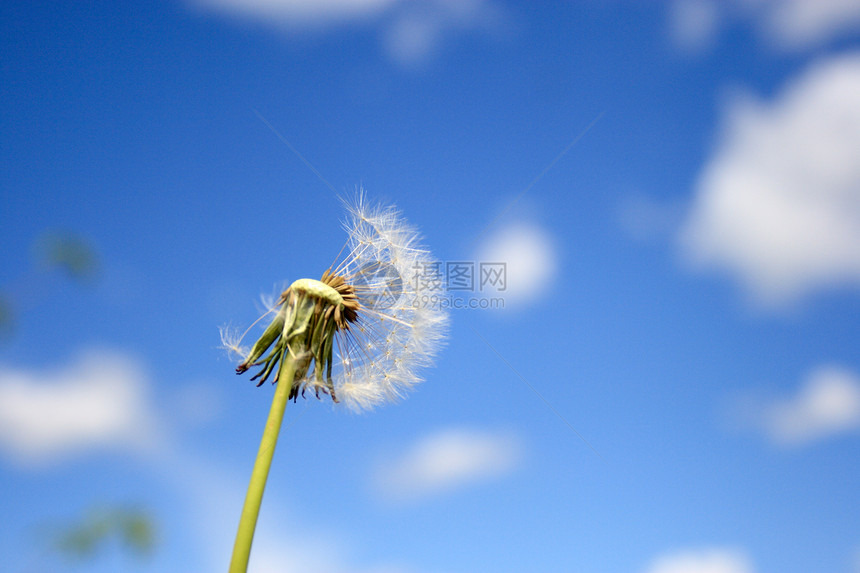 美丽的花朵蓝色运气花粉自由植物脆弱性过敏羽毛生活农业图片