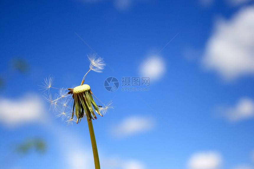 美丽的花朵生育力植物天空种子休息飞行自由阳光生长太阳图片