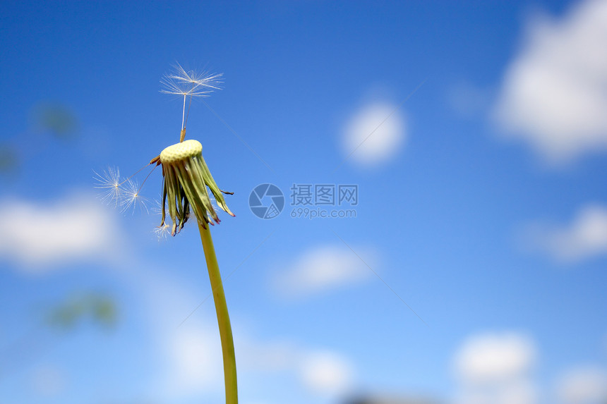 美丽的花朵天空植物种子乐趣休息羽毛草地叶子自由太阳图片