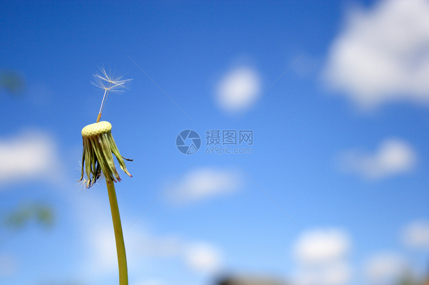 美丽的花朵草地阳光植物生育力蓝色叶子天空生长农业萼片图片