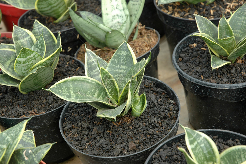 花花园叶子植物学热带宏观植物图片