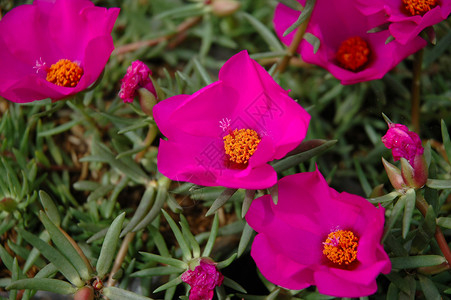 紫玫瑰花宏观植物植物学热带紫色叶子花园玫瑰背景图片