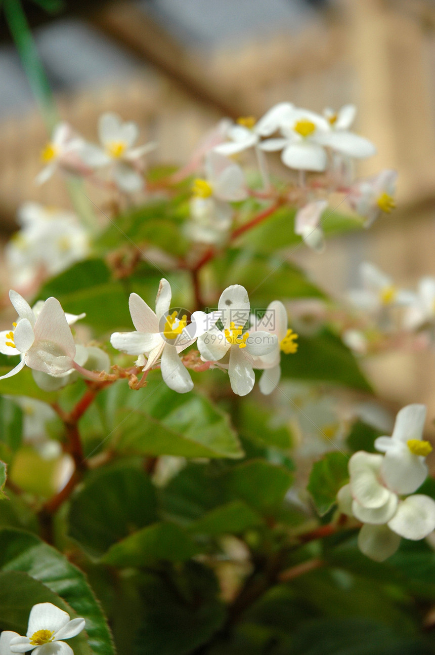 花宏观植物学花园叶子热带植物图片