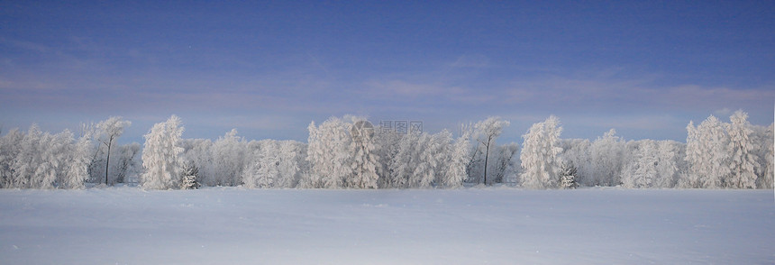 美丽的冬季森林暴风雪蓝色天空下雪假期场景全景季节松树气候图片