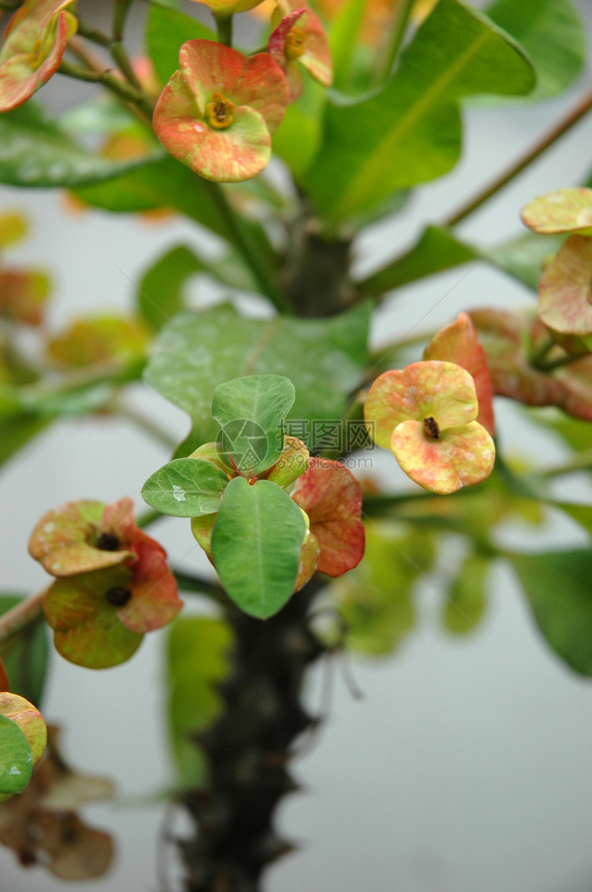 绿叶子花园植物学石斛植物热带图片