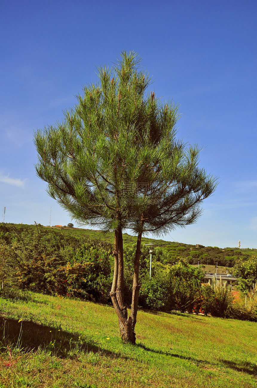 葡萄牙场景热带叶子植物环境生活文化草坪美化农业图片