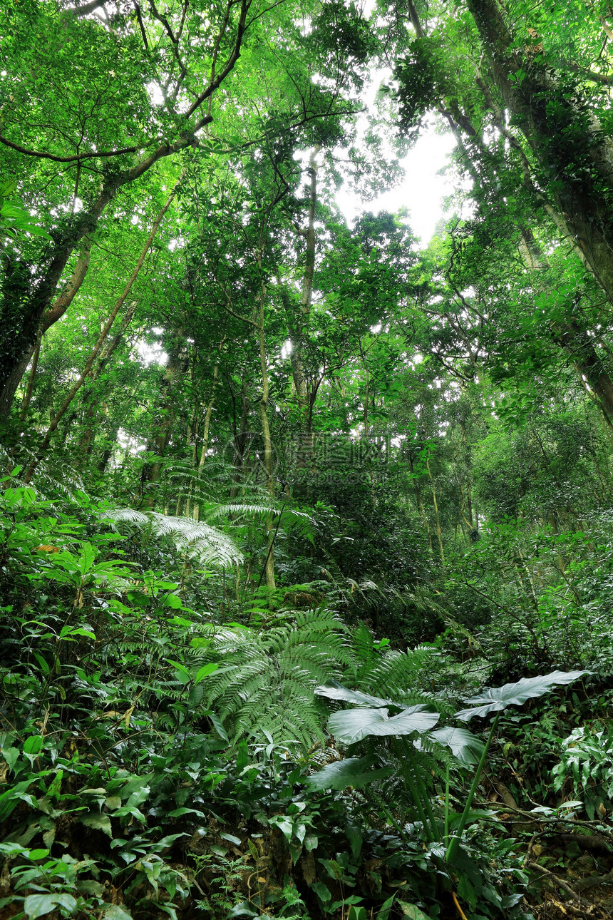 丛林野生动物热带旅行溪流阳光石头瀑布活力天堂公园图片