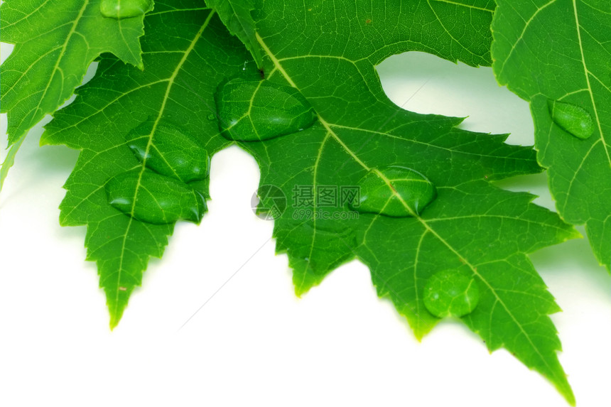 带水滴的叶子活力植物群生活绿色环境水分花园白色生态植物图片