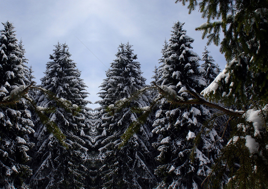 雪地景观白色山腰云杉森林季节爬坡冻结蓝色雾凇天空图片