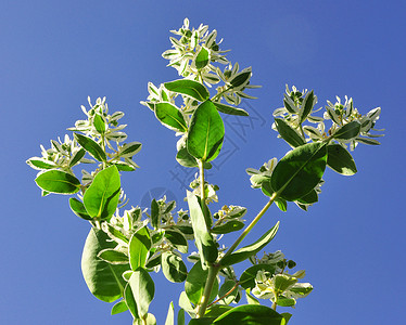 春花天空环境植物群植物白色美丽季节蓝色绿色背景图片