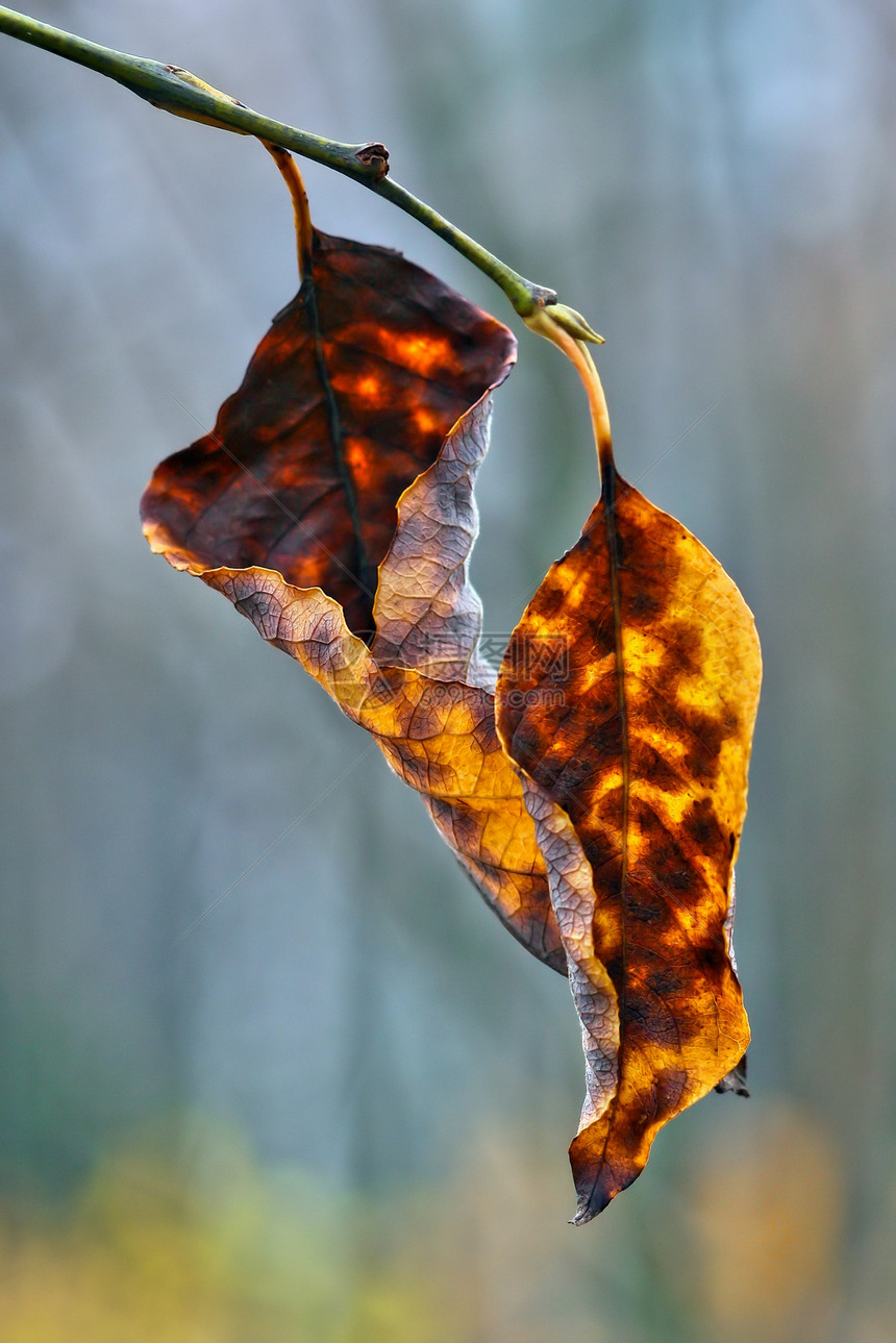 秋秋的感觉棕色树叶黄色宏观记忆图片