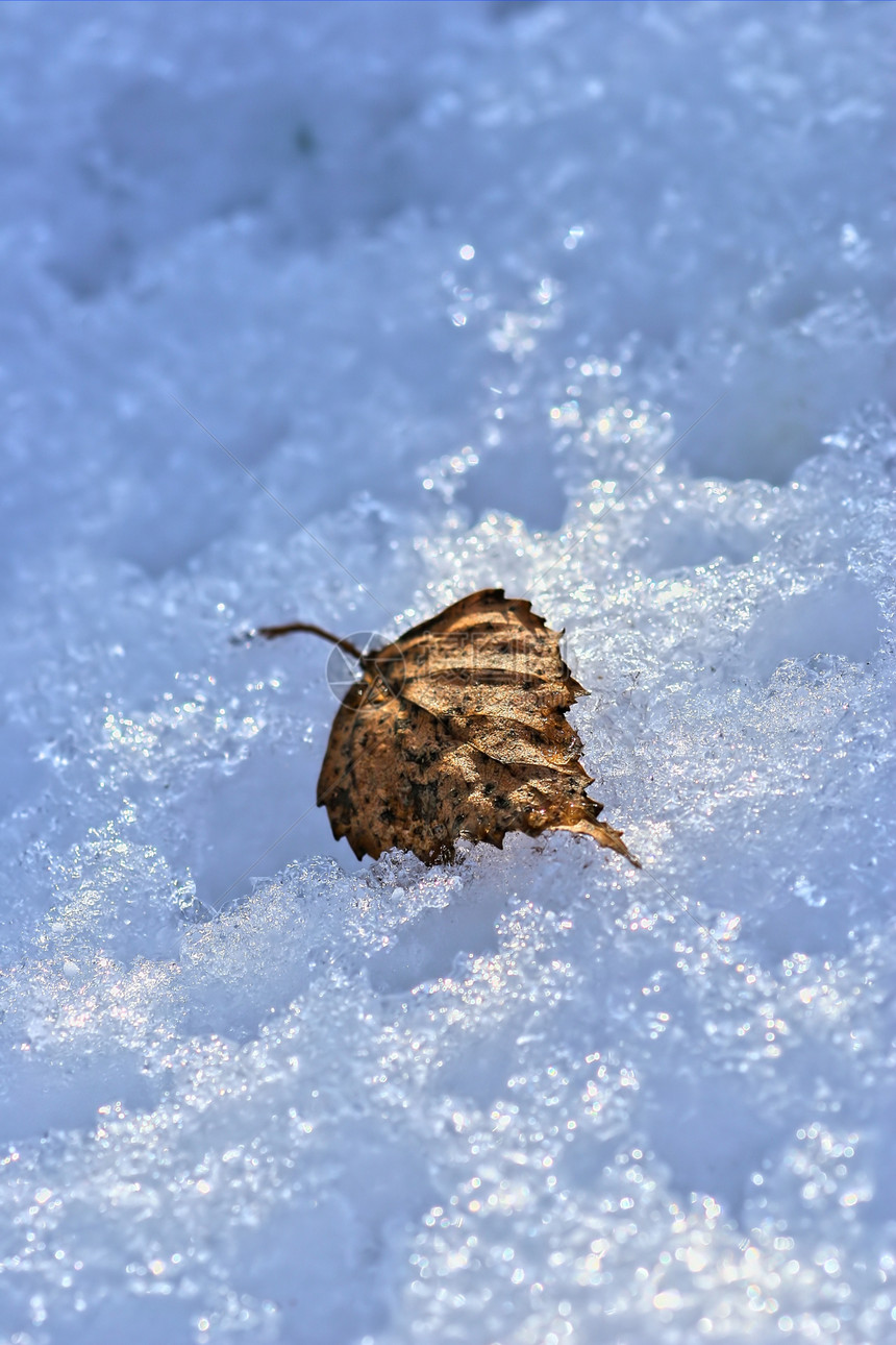 在积雪中粒状叶子宏观图片