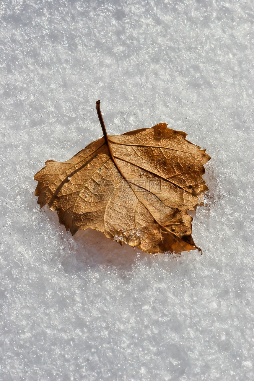 在积雪中宏观叶子粒状图片