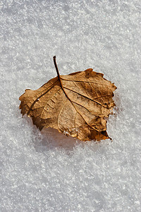 在积雪中宏观叶子粒状背景图片