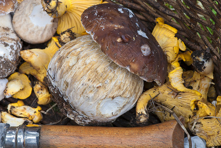 蘑菇篮子 意大利国家团体环境植物美味橙子食物荒野木头钥匙背景图片