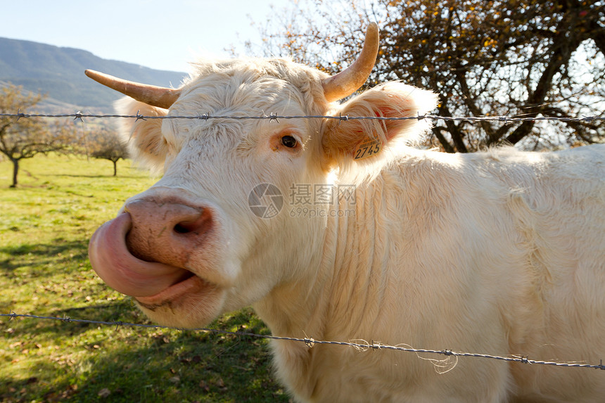 白山牛眼睛宏观动物奶牛牛肉场地环境太阳国家哺乳动物图片