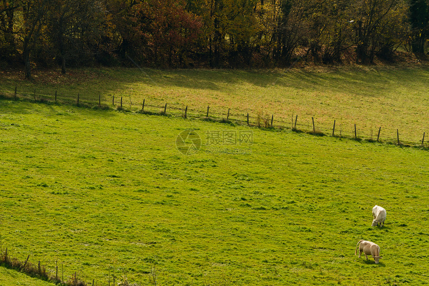 奶牛森林红色农村白色哺乳动物木头橙子草地黄色障碍图片