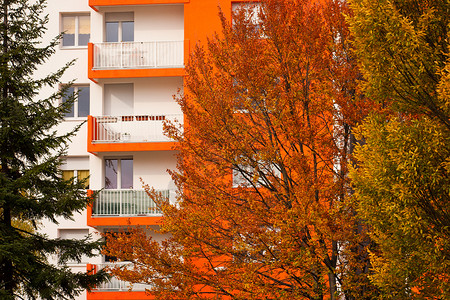 建筑和树木线条城市几何学红色灰色黑色绿色橙子窗户背景图片